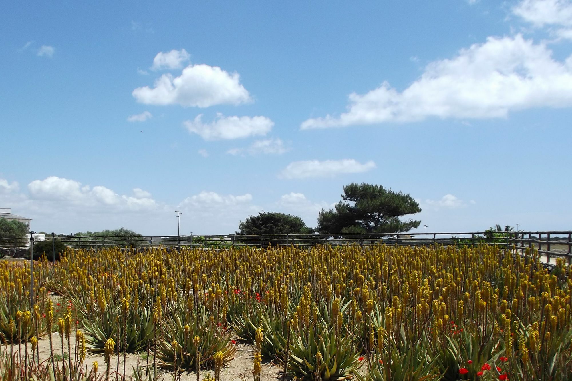 Il Giardino Delle Aloe Guest House Favignana Bagian luar foto